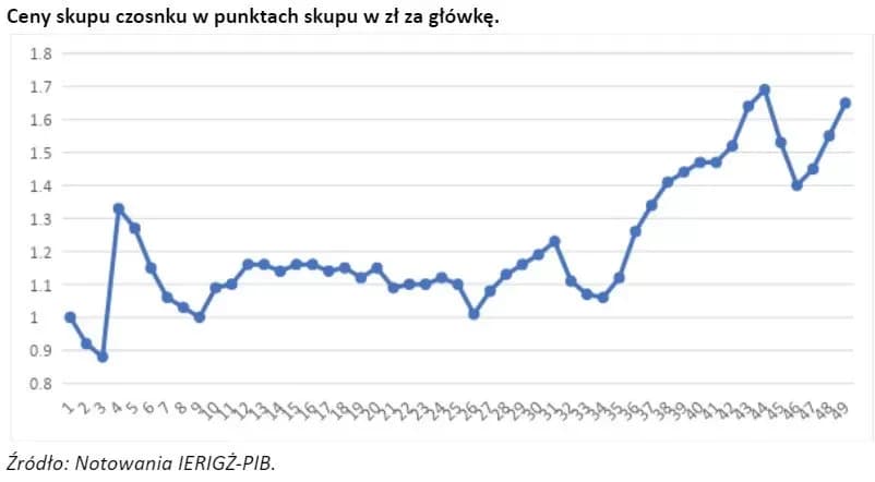 Ile można zarobić na uprawie czosnku? Fakty, które zaskoczą rolników Ile można zarobić na uprawie czosnku? Fakty, które zaskoczą rolników