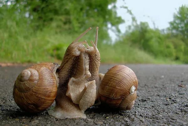 Ile można zarobić na hodowli ślimaków? Zaskakujące fakty i możliwe zyski Ile można zarobić na hodowli ślimaków? Zaskakujące fakty i możliwe zyski